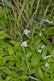 Water Forget-me-not, Myosotis scorpioides