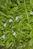 Water Forget-me-not, Myosotis scorpioides