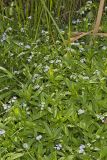 Water Forget-me-not, Myosotis scorpioides