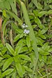 Water Forget-me-not, Myosotis scorpioides