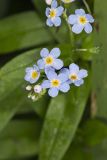 Water Forget-me-not, Myosotis scorpioides