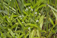 Bay forget-me-not, Myosotis laxa