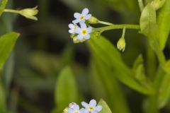 Bay forget-me-not, Myosotis laxa