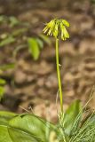 Blue Bead Lily, Clintonia borealis
