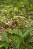 Blue Bead Lily, Clintonia borealis