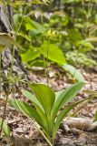 Blue Bead Lily, Clintonia borealis
