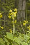 Blue Bead Lily, Clintonia borealis