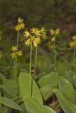 Blue Bead Lily, Clintonia borealis