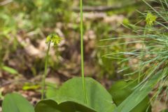 Bead-Lily, Clintonia borealis