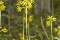 Bead-Lily, Clintonia borealis