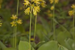 Bead-Lily, Clintonia borealis