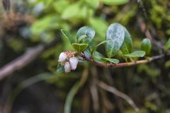 Bearberry, Arctostaphylos uva-ursi