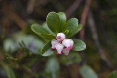 Bear Berry, Arctostaphylos uva-ursi
