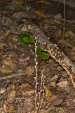Beechdrops, Epifagus virginiana