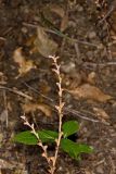 Beechdrops, Epifagus virginiana
