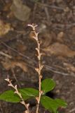 Beechdrops, Epifagus virginiana