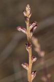 Beechdrops, Epifagus virginiana