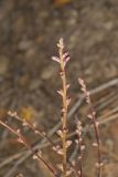 Beechdrops, Epifagus virginiana