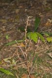 Beechdrops, Epifagus virginiana
