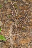 Beechdrops, Epifagus virginiana