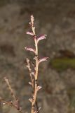 Beechdrops, Epifagus virginiana