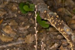 Beechdrops, Epifagus virginiana