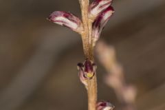 Beechdrops, Epifagus virginiana