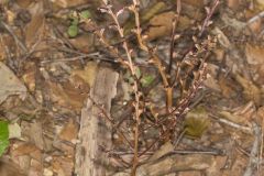 Beechdrops, Epifagus virginiana