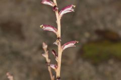 Beechdrops, Epifagus virginiana