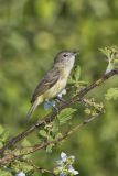 Bell's Vireo, Vireo bellii