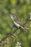 Bell's Vireo, Vireo bellii