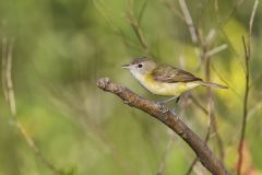 Bell's Vireo, Vireo bellii Bell's Vireo, Vireo bellii