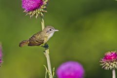 Bell's Vireo, Vireo bellii
