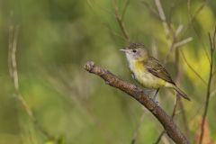 Bell's Vireo, Vireo bellii Bell's Vireo, Vireo bellii