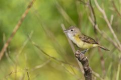 Bell's Vireo, Vireo bellii Bell's Vireo, Vireo bellii