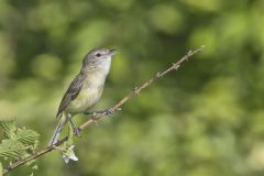 Bell's Vireo, Vireo bellii