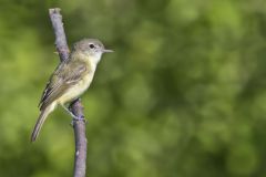 Bell's Vireo, Vireo bellii Bell's Vireo, Vireo bellii