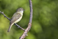 Bell's Vireo, Vireo bellii