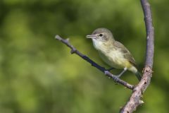 Bell's Vireo, Vireo bellii Bell's Vireo, Vireo bellii