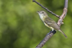 Bell's Vireo, Vireo bellii