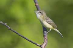 Bell's Vireo, Vireo bellii