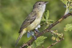 Bell's Vireo, Vireo bellii