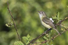 Bell's Vireo, Vireo bellii Bell's Vireo, Vireo bellii