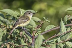 Bell's Vireo, Vireo bellii Bell's Vireo, Vireo bellii