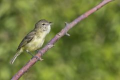 Bell's Vireo, Vireo bellii Bell's Vireo, Vireo bellii