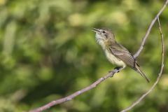 Bell's Vireo, Vireo bellii Bell's Vireo, Vireo bellii
