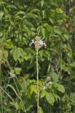 Biennial Gaura, Oenothera gaura