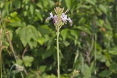Biennial Gaura