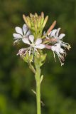 Biennial Gaura, Oenothera gaura