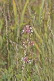 Biennial Gaura, Oenothera gaura